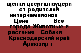 щенки цвергшнауцера от родителей интерчемпионов,   › Цена ­ 35 000 - Все города Животные и растения » Собаки   . Краснодарский край,Армавир г.